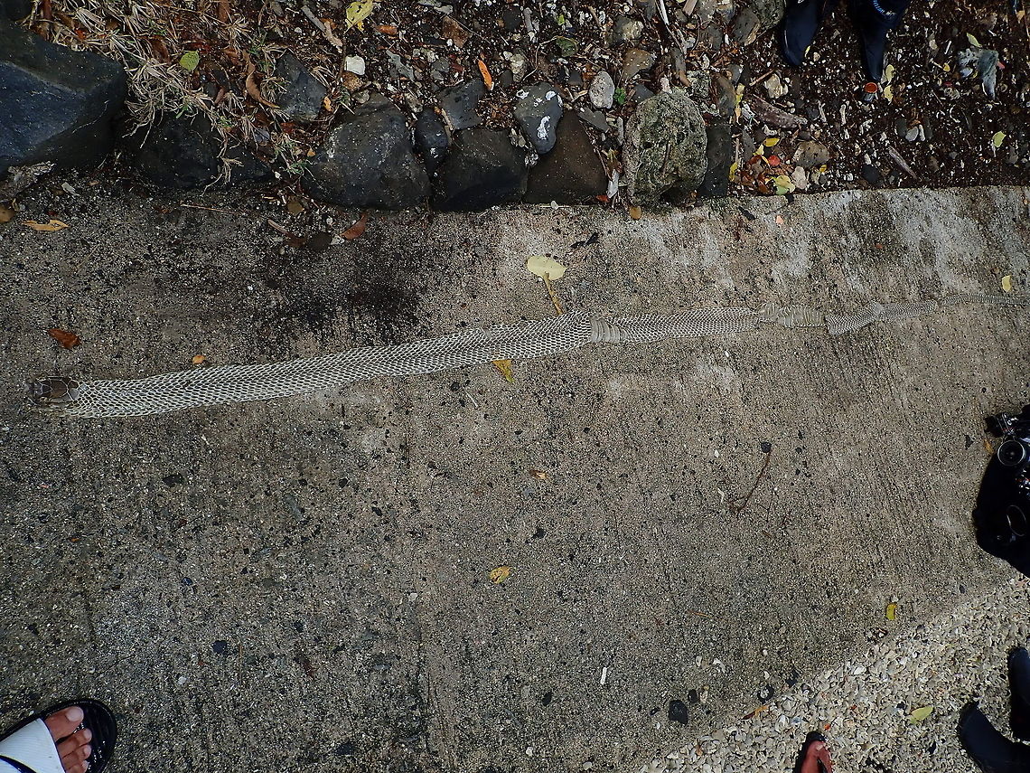 Moulted Skin of King Cobra - Ophiophagus hannah         Batangas,Cobra,King cobra,Maricaban,Ophiophagus hannah,Philippines,Snake