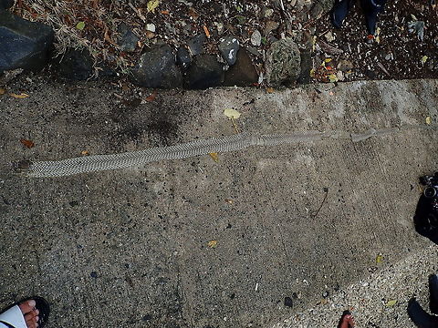 Moulted Skin of King Cobra - Ophiophagus hannah         Batangas,Cobra,King cobra,Maricaban,Ophiophagus hannah,Philippines,Snake