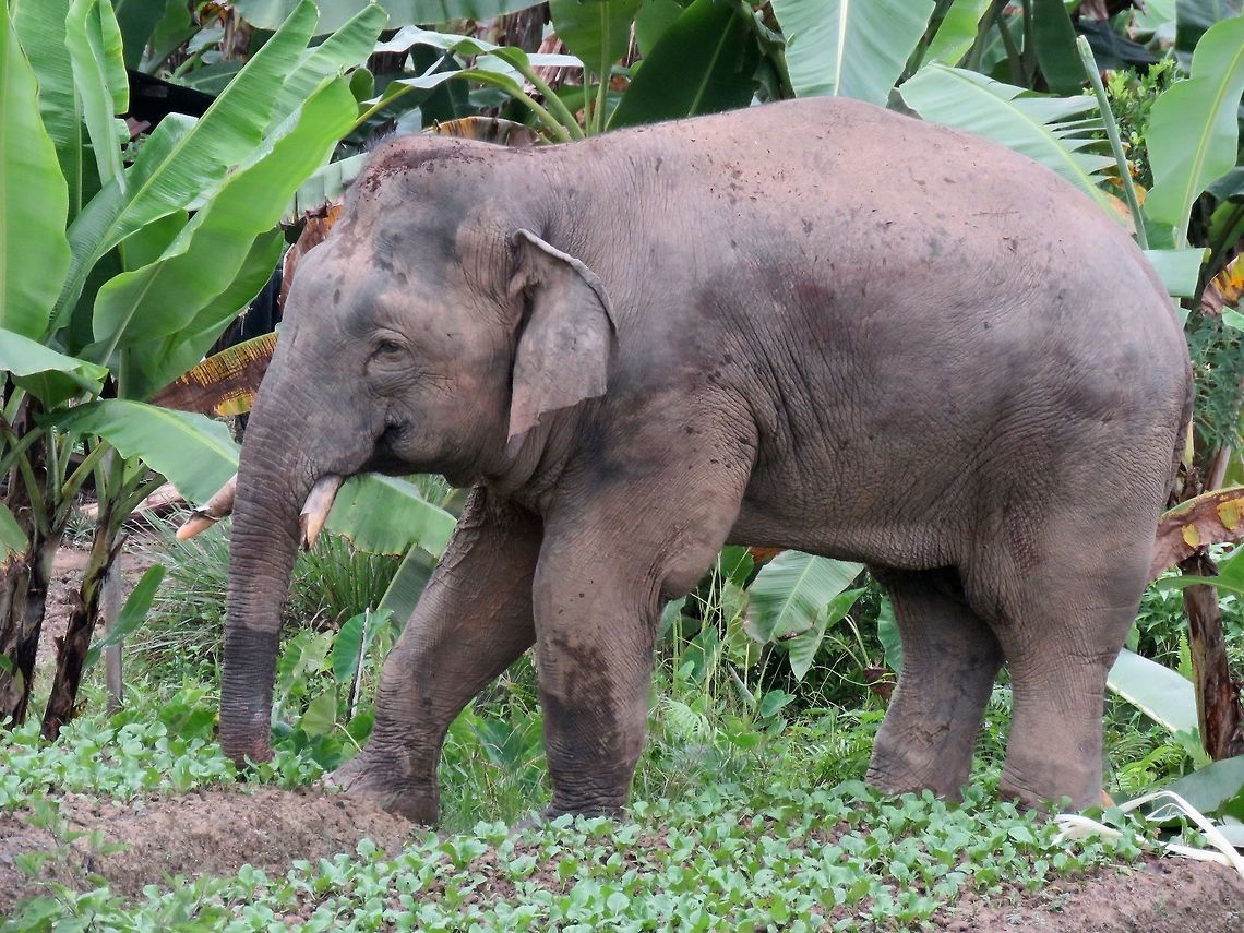 Borneo Pygmy Elephant - Elephas maximus borneensis This Elephant Bull of Elephas maximus borneensis was seen at a Plantation.  They are in the wild but accepted by the workers/residents of this Plantation and even when they encroached to their gardens and family farms to feed on the vegetation, they will not be harmed.  The Management of the Plantation is allowing eco-tourism in the Plantation ground and workers are encourage to reports sightings of them to the office so that visitors there have a better chance to encounter them as it is a large plantation with big network of rough roads.<br />
<br />
We were fortunate on this sighting within 2 minutes into our drive from the accommodation we were staying at.  In fact, the sighting could have been earlier/faster if I didn't asked the truck to stop when I saw a Cobra crossing in front of the vehicle but our guides says they wanted us to see the Bull Elephant first before we stops for other animals.<br />
 Borneo,Borneo Elephant,Borneo Pygmy Elephant,Elephant,Elephas maximus borneensis,Malaysia,Sabah