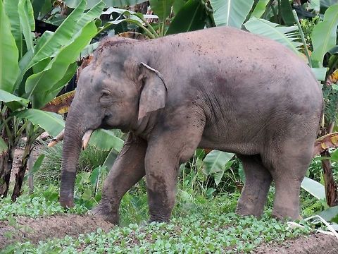 Borneo Pygmy Elephant - Elephas maximus borneensis This Elephant Bull of Elephas maximus borneensis was seen at a Plantation.  They are in the wild but accepted by the workers/residents of this Plantation and even when they encroached to their gardens and family farms to feed on the vegetation, they will not be harmed.  The Management of the Plantation is allowing eco-tourism in the Plantation ground and workers are encourage to reports sightings of them to the office so that visitors there have a better chance to encounter them as it is a large plantation with big network of rough roads.

We were fortunate on this sighting within 2 minutes into our drive from the accommodation we were staying at.  In fact, the sighting could have been earlier/faster if I didn't asked the truck to stop when I saw a Cobra crossing in front of the vehicle but our guides says they wanted us to see the Bull Elephant first before we stops for other animals.
 Borneo,Borneo Elephant,Borneo Pygmy Elephant,Elephant,Elephas maximus borneensis,Malaysia,Sabah
