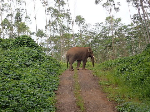 Elephant Crossing This was the second Bull of Borneo Pygmy Elephant seen during a recent trip.  Bull Elephants are usually solitary whereas the females are likelier to be seen in a group with babies.        Borneo,Borneo Elephant,Borneo Pygmy Elephant,Elephant,Elephas maximus borneensis,Malaysia,Sabah