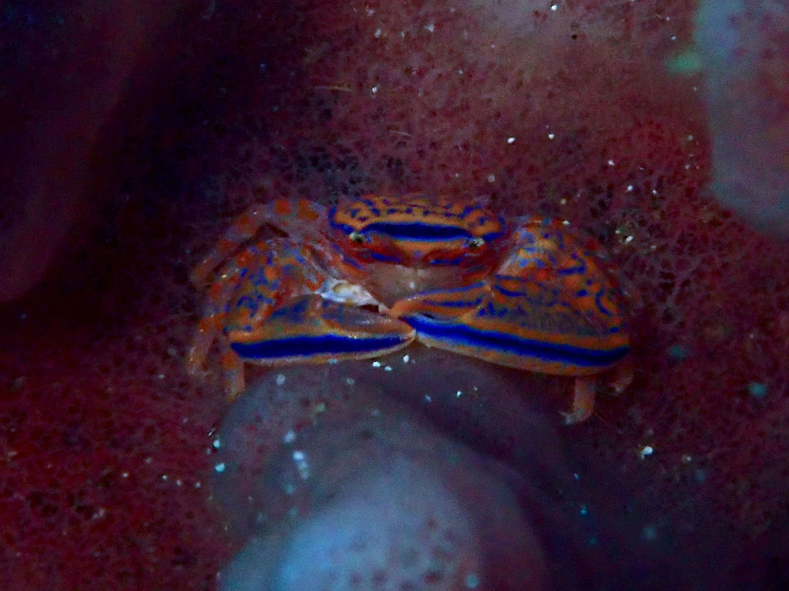 Porcelain Crab - Aliaporcellana spongicola This Porcelain Crab - Aliaporcellana spongicola has been photographed by divers extensively but only described in August 2018.  It lives exclusively on Giant Barrel Sponge Corals.<br />
<br />
They are very small in size, usually around 1.5 - 2 cm, can be difficult to take good pictures of as it hides in the crevices of the Sponge Barrel Coral. Aliaporcellana spongicola,Anilao,Batangas,Crab,Philippines,Porcelain Crab