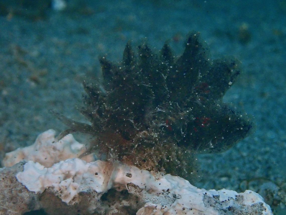 Sea Slug - Polybranchia jannae A fairly large sized Sea Slug - Polybranchia jannae, is around 4 cm in size, blackish in colour but can be variable to brown and grey.<br />
<br />
This species was newly described in September 2018. Anilao,Batangas,Philippines,Polybranchia jannae,Sea Slug