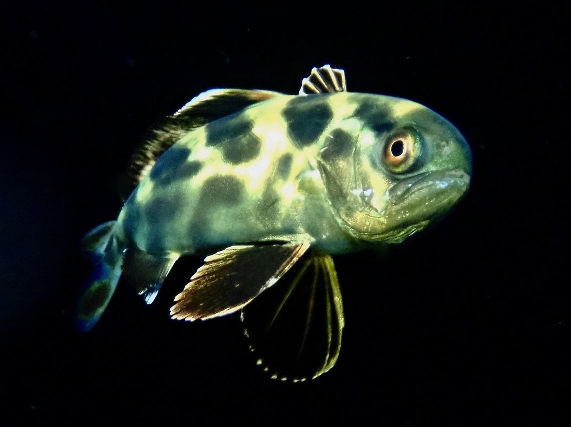 Black-Banded Trevally - Seriolina nigrofasciata Saw this Black-Banded Trevally - Seriolina nigrofasciata during a Black Water dive, meaning night dive in the open ocean. Anilao,Batangas,Black-Banded Trevally,Fish,Jacks,Philippines,Seriolina nigrofasciata,Trevally
