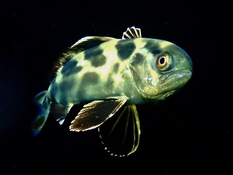 Black-Banded Trevally