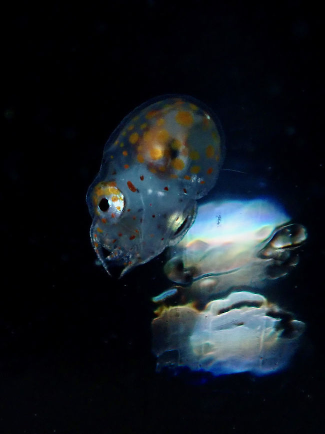 Male Paper Nautilus - Argonauta hians This Male Paper Nautilus - Argonauta hians is very small in size around 6-8 mm.  It was hitching a ride on something else when I first saw it, this is a typical of their behaviour.  They have also been seen to hitch rides on Jellyfish and other floating animals in blue water.<br />
<br />
Male Paper Nautilus do not have shell unlike the female.  Females are usually march larger in size.<br />
<br />
An interesting fact about Argonauts - The males only mate once in their short lifetime, whereas the females are iteroparous, capable of having offspring many times over the course of their lives. Anilao,Argonaut,Argonauta hians,Batangas,Nautilus,Paper Nautilus,Philippines,Winged Argonaut