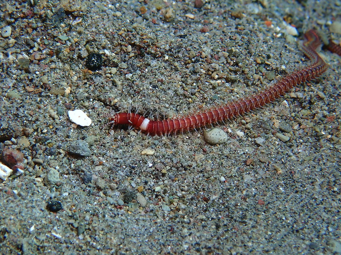 Polychaete Worm - Eunice australis This Eunice australis Polychaete Worm was seen during a dive at shallow waters around 2 meters.<br />
It is around 6-8 cm in length and slender. It has &#039;spines&#039; all through the body from head to the tail. Anilao,Batangas,Eunice australis,Philippines,Polychate Worm