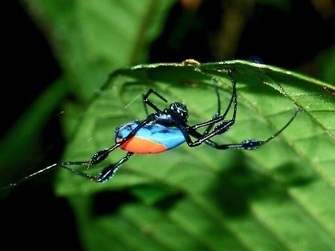 Opadometa sarawakensis Spider This is a female Spider of the species Opadometa sarawakensis.  She has blue abdomen and a patch of orange/red on top of it.  This species was first discovered in the year 2012 and officially described in 2015 from female specimens.  Male of the species was only discovered and described in 2018.

I have previously seen a similar looking Spider from Palawan Island, Philippines with blue abdomen but without the orange/red patch as can be seen in this observation :

https://www.jungledragon.com/image/65364 Kinabatangan,Malaysia,Opadometa sarawakensis,Sabah,Spider