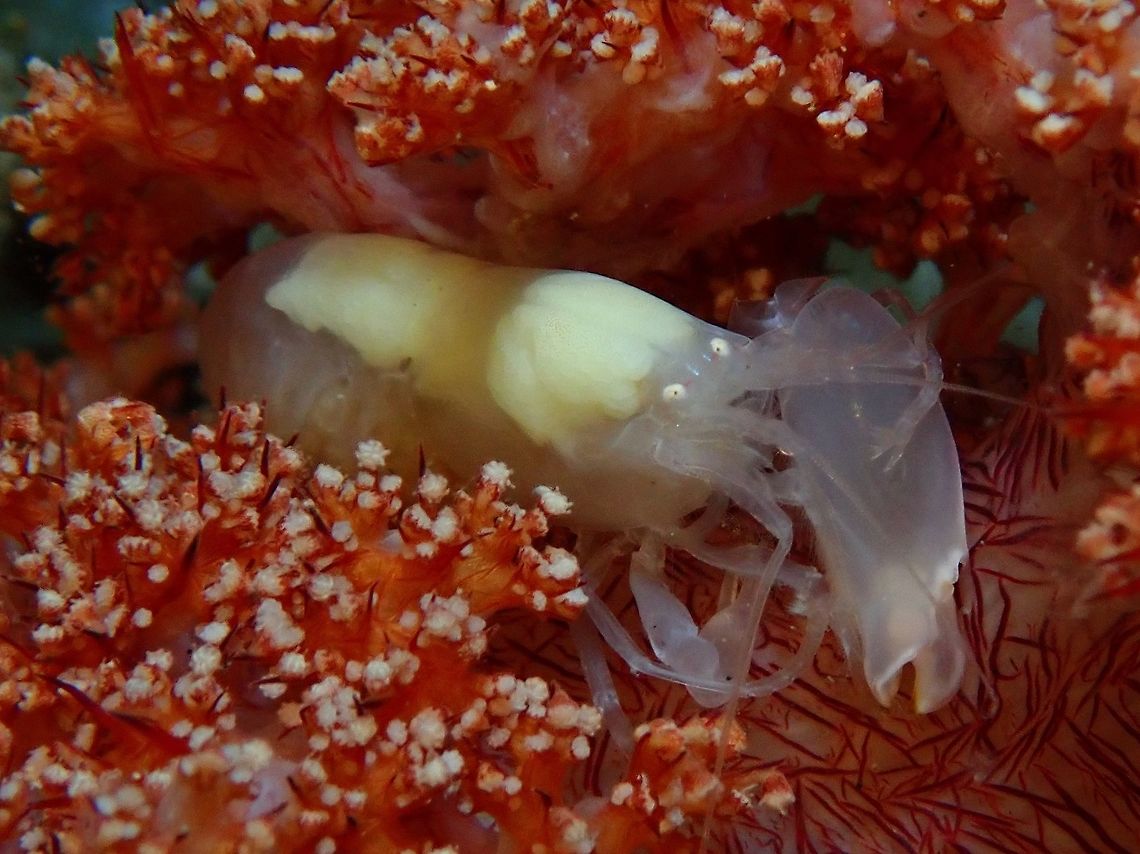 Soft Corals Snapping Shrimp - Synalpheus neomeris This is a female Soft Corals Snapping Shrimp - Synalpheus neomeris as it was carrying some eggs.<br />
They are found exclusively on Soft Corals.<br />
<br />
Snapping Shrimps have have an oversized claw on one side, which they used to 'snap' as a 'weapon' to hunt. Anilao,Batangas,Philippines,Shrimp,Snapping Shrimp,Soft Coral Snapping Shrimp,Synalpheus neomeris