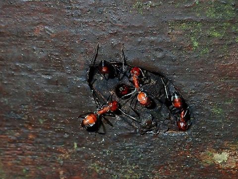 Exploding Ants! This could possibly be the newly described species of Ants, also known as Exploding Ant - Colobopsis explodens.
The species was described from Brunei (Borneo) with DNA, this was seen in Sabah (Borneo), my friend who showed and explained it to me thinks its the same species but it is difficult to be sure unless it is verified by DNA.  So, not putting the species ID here.

It is called Exploding Ants as they can tear their own body apart, in order to release toxins and either kill or repel the enemy.  Its their defensive mechanishm but kamikaze style.  More info about them and a video can be seen here :

http://explodingants.com/index.php/publications/colobopsis-explodens Ant,Ants,Colobopsis,Colobopsis explodens,Colobopsis sp,Malaysia,Sabah,Tawau