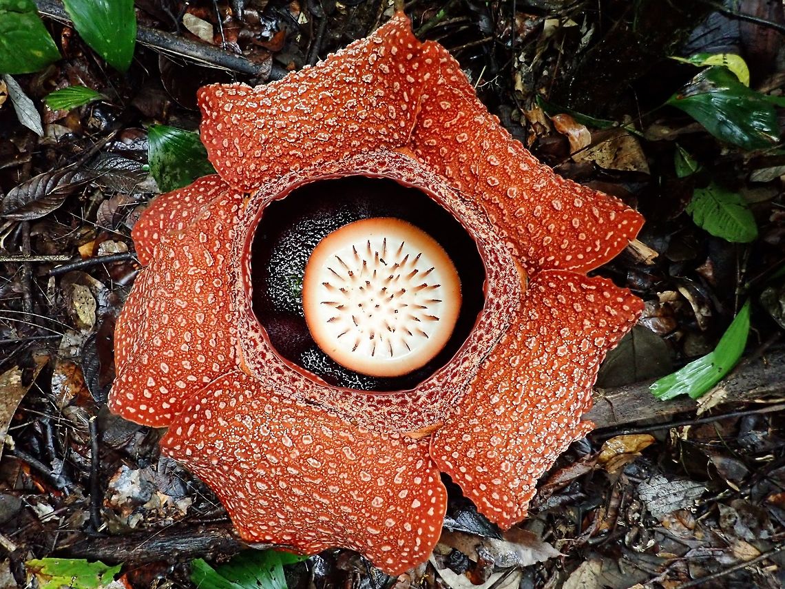 Beautiful & Not Smelly! Contrary to popular belief, this freshly bloomed Rafflesia keithii flower is not smelly or have foul smell like rotting meat or corpse!<br />
<br />
According to the owner of the property where this flowers can be found, this particular flower bloomed overnight when he checked on it early morning but it was not the morning before.  We got news of it and decided to look it up since it was the last possible day for me to see it as I will be transferring out the next day.<br />
<br />
This particular flower was not smelly at all!  According to the owner, the flower will last 4-5 days, possibly up to 7 days and it will only starts to be smelly from day 3 or 4 when it starts to fades/rots.<br />
<br />
In the vicinity of this flower, there were 10 other buds of various stages.  We were told that it takes up to 9 months to bloom.<br />
<br />
Rafflesia keithii can be up to 1 meters in diameter, this particular flower was less than 1 meter, around 30 inches or 0.8 meters.<br />
<br />
Observation of a nearly bloomed bud can be seen here :<br />
<br />
<figure class="photo"><a href="https://www.jungledragon.com/image/72643/nearly_there.html" title="Nearly there!"><img src="https://s3.amazonaws.com/media.jungledragon.com/images/2994/72643_thumb.jpg?AWSAccessKeyId=05GMT0V3GWVNE7GGM1R2&Expires=1769040010&Signature=vHaKvWCiNrC0E82FCQjY15Mp0kY%3D" width="200" height="152" alt="Nearly there! According to the owner, this bud of Raffleia keithii is expected to blooms within 2-5 days time.<br />
<br />
This is the observation of a freshly bloomed Rafflesia keithii :<br />
<br />
https://www.jungledragon.com/image/72641/beautiful_not_smelly.html Flower,Malaysia,Plant,Rafflesia Flower,Rafflesia keithii,Sabah" /></a></figure><br />
<br />
Observation of a younger bud, but already 5 months old can be seen here :<br />
<br />
<figure class="photo"><a href="https://www.jungledragon.com/image/72644/bud_of_rafflesia_keithii.html" title="Bud of Rafflesia keithii"><img src="https://s3.amazonaws.com/media.jungledragon.com/images/2994/72644_thumb.jpg?AWSAccessKeyId=05GMT0V3GWVNE7GGM1R2&Expires=1769040010&Signature=aEgCoenRsBTRnZD5SAHM6aNrypw%3D" width="200" height="152" alt="Bud of Rafflesia keithii According to the owner of the property where this Rafflesia keithii buds/flowers were seen, this particular bud is around 5 months old.  It may takes up to 9 months before they fully blooms.<br />
<br />
Picture of the freshly bloomed Rafflesia keithii flower can be seen here :<br />
<br />
https://www.jungledragon.com/image/72641/beautiful_not_smelly.html Flower,Malaysia,Plant,Rafflesia Flower,Rafflesia keithii,Sabah" /></a></figure><br />
<br />
 Flower,Malaysia,Plant,Rafflesia Flower,Rafflesia keithii,Sabah