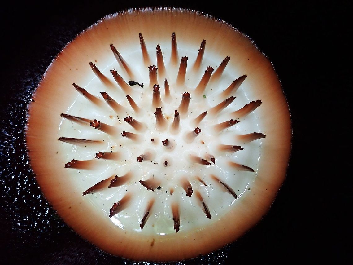 Central Disk - Rafflesia keithii Central Disk of Rafflesia keithii flower.<br />
<br />
This is the observation of the full flower :<br />
<br />
<figure class="photo"><a href="https://www.jungledragon.com/image/72641/beautiful_not_smelly.html" title="Beautiful &amp; Not Smelly!"><img src="https://s3.amazonaws.com/media.jungledragon.com/images/2994/72641_thumb.jpg?AWSAccessKeyId=05GMT0V3GWVNE7GGM1R2&Expires=1759968010&Signature=1MfOFFjIrbda6gZPGkEQjb%2BBtFQ%3D" width="200" height="150" alt="Beautiful &amp; Not Smelly! Contrary to popular belief, this freshly bloomed Rafflesia keithii flower is not smelly or have foul smell like rotting meat or corpse!<br />
<br />
According to the owner of the property where this flowers can be found, this particular flower bloomed overnight when he checked on it early morning but it was not the morning before.  We got news of it and decided to look it up since it was the last possible day for me to see it as I will be transferring out the next day.<br />
<br />
This particular flower was not smelly at all!  According to the owner, the flower will last 4-5 days, possibly up to 7 days and it will only starts to be smelly from day 3 or 4 when it starts to fades/rots.<br />
<br />
In the vicinity of this flower, there were 10 other buds of various stages.  We were told that it takes up to 9 months to bloom.<br />
<br />
Rafflesia keithii can be up to 1 meters in diameter, this particular flower was less than 1 meter, around 30 inches or 0.8 meters.<br />
<br />
Observation of a nearly bloomed bud can be seen here :<br />
<br />
https://www.jungledragon.com/image/72643/nearly_there.html<br />
<br />
Observation of a younger bud, but already 5 months old can be seen here :<br />
<br />
https://www.jungledragon.com/image/72644/bud_of_rafflesia_keithii.html<br />
<br />
 Flower,Malaysia,Plant,Rafflesia Flower,Rafflesia keithii,Sabah" /></a></figure> Flower,Malaysia,Plant,Rafflesia Flower,Rafflesia keithii,Sabah