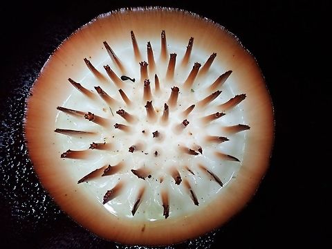 Central Disk - Rafflesia keithii Central Disk of Rafflesia keithii flower.

This is the observation of the full flower :

https://www.jungledragon.com/image/72641/beautiful_not_smelly.html Flower,Malaysia,Plant,Rafflesia Flower,Rafflesia keithii,Sabah