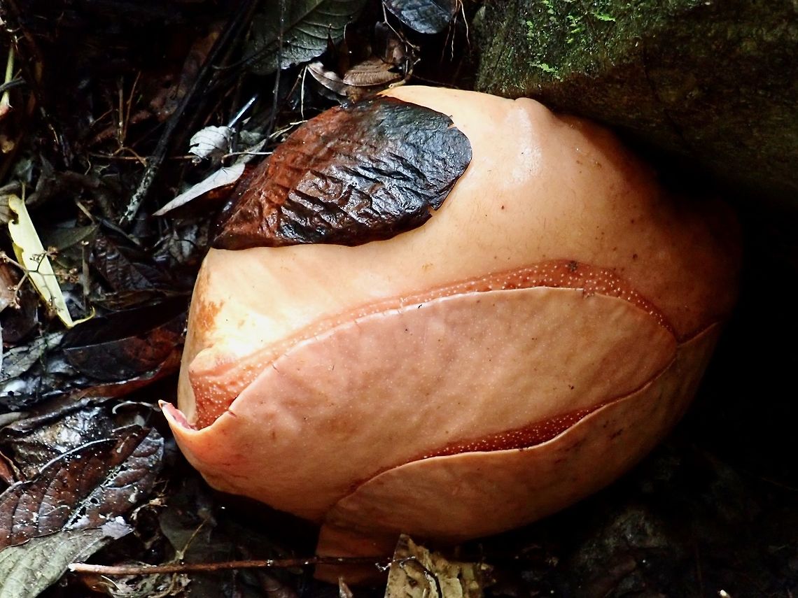 Nearly there! According to the owner, this bud of Raffleia keithii is expected to blooms within 2-5 days time.<br />
<br />
This is the observation of a freshly bloomed Rafflesia keithii :<br />
<br />
<figure class="photo"><a href="https://www.jungledragon.com/image/72641/beautiful_not_smelly.html" title="Beautiful &amp; Not Smelly!"><img src="https://s3.amazonaws.com/media.jungledragon.com/images/2994/72641_thumb.jpg?AWSAccessKeyId=05GMT0V3GWVNE7GGM1R2&Expires=1759968010&Signature=1MfOFFjIrbda6gZPGkEQjb%2BBtFQ%3D" width="200" height="150" alt="Beautiful &amp; Not Smelly! Contrary to popular belief, this freshly bloomed Rafflesia keithii flower is not smelly or have foul smell like rotting meat or corpse!<br />
<br />
According to the owner of the property where this flowers can be found, this particular flower bloomed overnight when he checked on it early morning but it was not the morning before.  We got news of it and decided to look it up since it was the last possible day for me to see it as I will be transferring out the next day.<br />
<br />
This particular flower was not smelly at all!  According to the owner, the flower will last 4-5 days, possibly up to 7 days and it will only starts to be smelly from day 3 or 4 when it starts to fades/rots.<br />
<br />
In the vicinity of this flower, there were 10 other buds of various stages.  We were told that it takes up to 9 months to bloom.<br />
<br />
Rafflesia keithii can be up to 1 meters in diameter, this particular flower was less than 1 meter, around 30 inches or 0.8 meters.<br />
<br />
Observation of a nearly bloomed bud can be seen here :<br />
<br />
https://www.jungledragon.com/image/72643/nearly_there.html<br />
<br />
Observation of a younger bud, but already 5 months old can be seen here :<br />
<br />
https://www.jungledragon.com/image/72644/bud_of_rafflesia_keithii.html<br />
<br />
 Flower,Malaysia,Plant,Rafflesia Flower,Rafflesia keithii,Sabah" /></a></figure> Flower,Malaysia,Plant,Rafflesia Flower,Rafflesia keithii,Sabah
