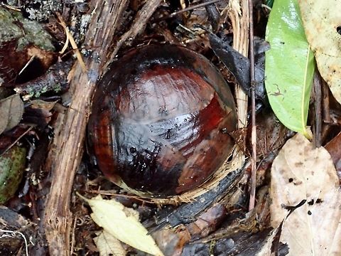 Bud of Rafflesia keithii According to the owner of the property where this Rafflesia keithii buds/flowers were seen, this particular bud is around 5 months old.  It may takes up to 9 months before they fully blooms.

Picture of the freshly bloomed Rafflesia keithii flower can be seen here :

https://www.jungledragon.com/image/72641/beautiful_not_smelly.html Flower,Malaysia,Plant,Rafflesia Flower,Rafflesia keithii,Sabah