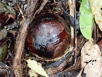 Bud of Rafflesia keithii According to the owner of the property where this Rafflesia keithii buds/flowers were seen, this particular bud is around 5 months old. It may takes up to 9 months before they fully blooms.<br />
<br />
Picture of the freshly bloomed Rafflesia keithii flower can be seen here :<br />
<br />
https://www.jungledragon.com/image/72641/beautiful_not_smelly.html Flower,Malaysia,Plant,Rafflesia Flower,Rafflesia keithii,Sabah