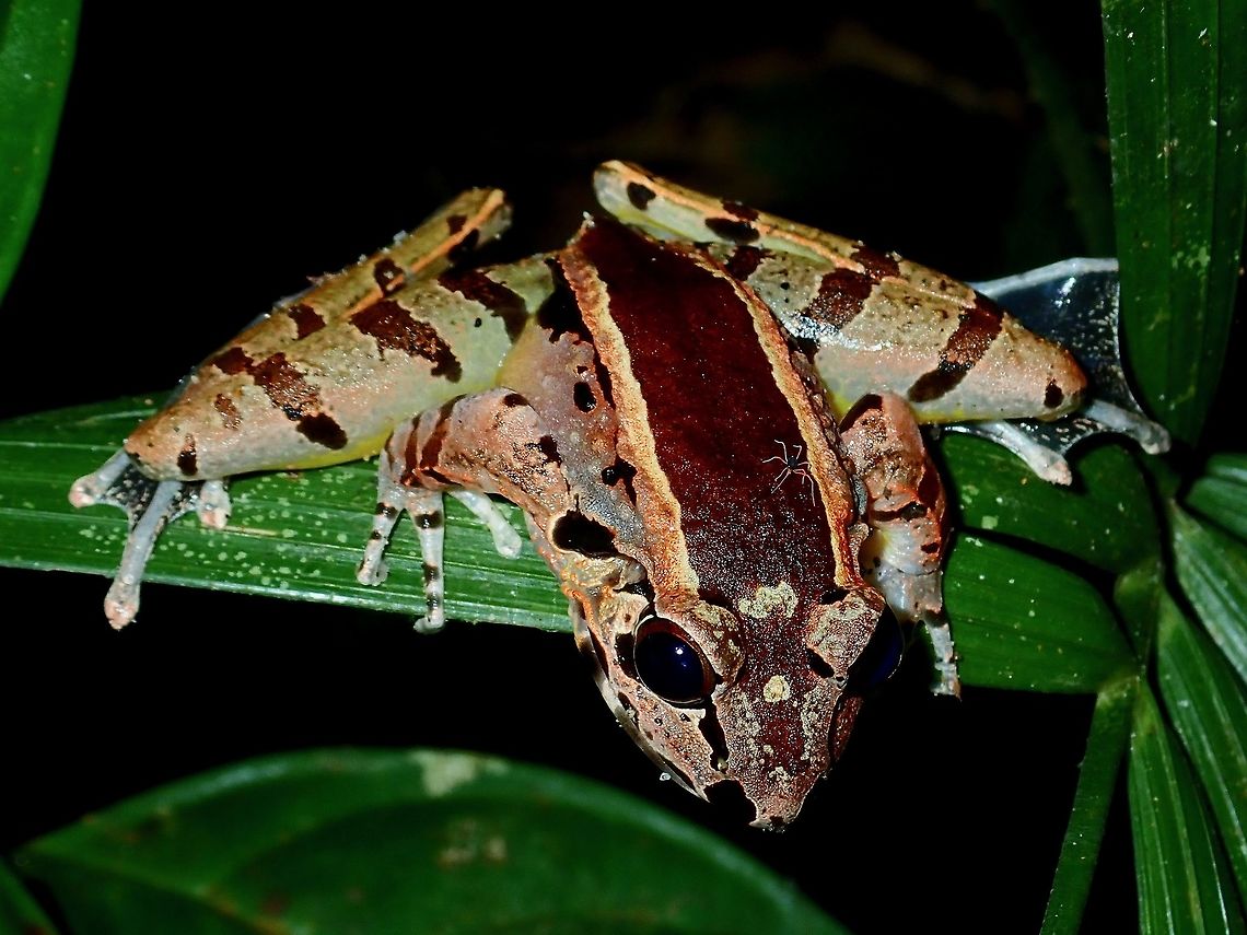Hole-In-The-Head This Huia cavitympanum got its general name from the markings on top of its head as though it has a hole.<br />
Fairly large sized, this Frog is endemic to the island of Borneo.<br />
<br />
This Species is the only known species of Amphibians capable of emitting purely ultrasonic calls that are "structurally independent" rather than being harmonic elements of audible sounds (Arch et al. 2008). The only other vertebrate capable of emitting structurally independent ultrasonic sounds is the Blue-Throated Hummingbird, (Lapornis clemenciae; Pytte et al. 2004). Frog,Hole-In-The-Head Frog,Huia cavitympanum,Malaysia,Sabah