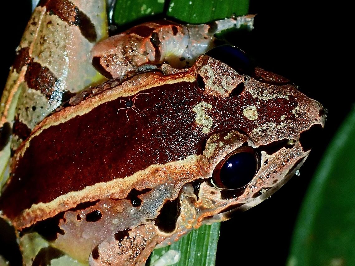 Hitch Hiker! This Hole-In-The-Head Frog - Huia cavitympanum had a Tick/Mite on it.<br />
Didn't noticed it when I was taking the picture. Frog,Hole-In-The-Head Frog,Huia cavitympanum,Malaysia,Sabah