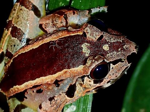 Hitch Hiker! This Hole-In-The-Head Frog - Huia cavitympanum had a Tick/Mite on it.
Didn't noticed it when I was taking the picture. Frog,Hole-In-The-Head Frog,Huia cavitympanum,Malaysia,Sabah