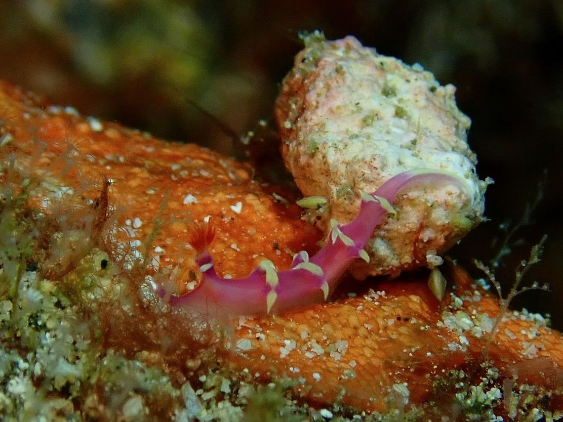 Nudibranch - Marianina rosea This Marianina rosea Nudibranch is very small in size, between 6-8 mm in length.<br />
I had originally thought its a more commonly seen Flabellina Nudibranch but was told after the dive it is not.<br />
The significant feature of this species/genus is the base of the Rhinopores.<br />
<br />
This small dendronotoidean is often found under dead coral slabs on reef flats. It feeds on hydroids. Its colour, and row of bifid cerata down each side of the mantle are characteristic of the species. Anilao,Batangas,Marianina rosea,Nudibranch,Philippines