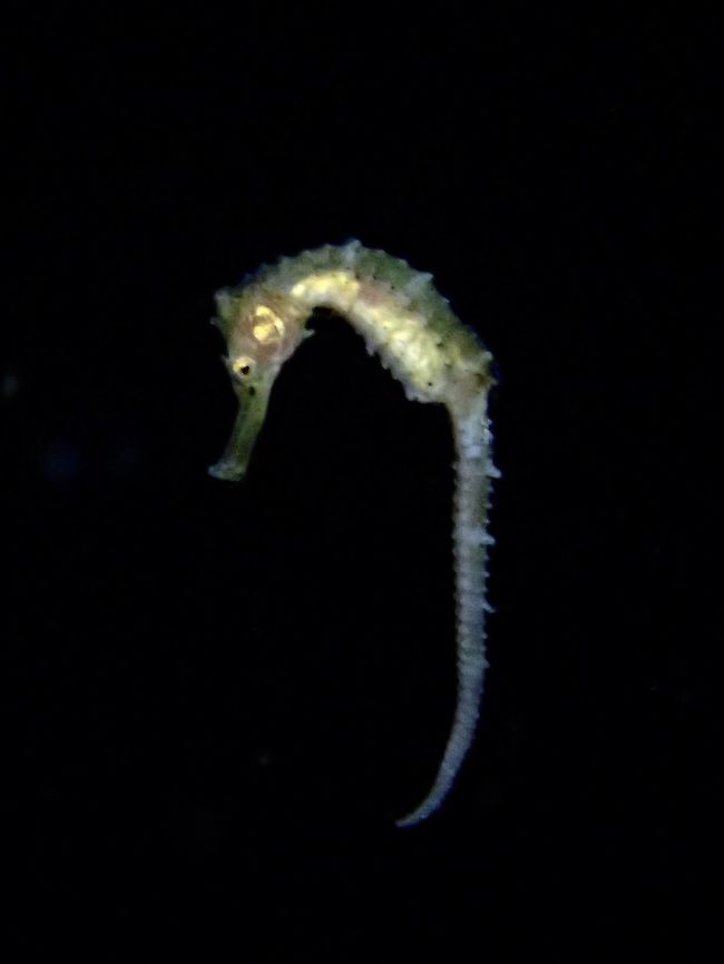 Flat-Faced Seahorse - Hippocampus trimaculatus Saw this Flat-Faced Seahorse - Hippocampus trimaculatus during a Black Water dive, in drifting water, this Seahorse was feeding among planktons which were attracted by the lights we set-up.<br />
<br />
This species are known to be found drifting in the water column.<br />
<br />
The Flat-Faced Seahorse is affected by habitat loss; however, it is listed only as vulnerable, not endangered. Its vulnerability is due to a few factors. One large factor is that Flat-Faced Seahorses make up some of the millions of seahorses traded internationally each year, and they are frequently bycatch. Seahorses are frequently harvested and used in traditional Chinese medicine; they are commonly dried and sold as souvenirs in the United States; and they are sold as pets throughout the world. These practices have led the Convention on International Trade in Endangered Species of Wild Fauna and Flora (abbreviated CITES) to suggest restrictions on the seahorse trade. Though these restrictions are not binding, traders must abide by them to be certified as sustainable. The most relevant restriction is that no seahorse under 10 cm can be harvested Anilao,Batangas,Fish,Flat-Faced Seahorse,Hippocampus trimaculatus,Philippines,Seahorse