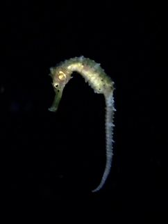 Flat-Faced Seahorse