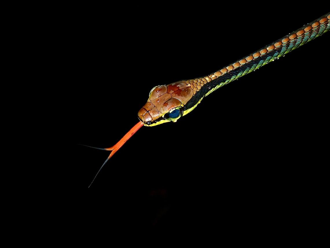I have Tears in my Eyes! Came across this beautiful Elegant Bronzeback Snake - Dendrelaphis formosus during a rainy night walk.<br />
It has drops of water on its body and also on its eyes.<br />
<br />
A species of lowland rainforests, the beautiful Elegant Bronzeback is almost exclusively arboreal in habits, rarely descending to the ground. It feeds mainly on tree-dwelling geckoes and skinks, and is diurnal. <br />
<br />
Its body is long, and extremely slender. Its distinguishing features include the large eye, which is at least half the diameter of the thickness of the head, and larger in the male than in the female. A thick, black stripe extends from the tip of the snout, through the eye, to some distance along the upper flank.<br />
<br />
The top of the head is brown, and this continues as a broad, brown stripe which extends along the length of the vertebral line. The flanks along the anterior half of the body are bright pale green to yellow-green.  Bronzeback Snake,Dendrelaphis formosus,Elegant Bronzeback Snake,Malaysia,Sabah,Snake,formosus