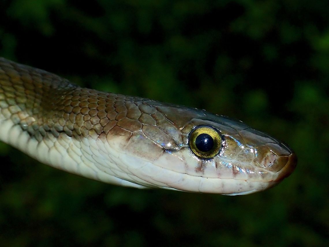 Preventing a Road Kill! On the way down to town at the end of the trip, we saw a Sunda Rat Snake - Coelognathus flavolineatus lying in the middle of our lane. Our Driver had to swerve to the opposite lane avoid it and came to a stop about 30 meters ahead. Right behind us was another car and we had to divert it to prevent it from running over this beautiful snake.<br />
We took the opportunity to get some pics with it before releasing it to the bushes. Black copper rat snake,Malaysia,Rat Snake,Sabah,Snake,Sunda Rat Snake,flavolineatus