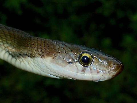 Preventing a Road Kill! On the way down to town at the end of the trip, we saw a Sunda Rat Snake - Coelognathus flavolineatus lying in the middle of our lane. Our Driver had to swerve to the opposite lane avoid it and came to a stop about 30 meters ahead. Right behind us was another car and we had to divert it to prevent it from running over this beautiful snake.
We took the opportunity to get some pics with it before releasing it to the bushes. Black copper rat snake,Malaysia,Rat Snake,Sabah,Snake,Sunda Rat Snake,flavolineatus