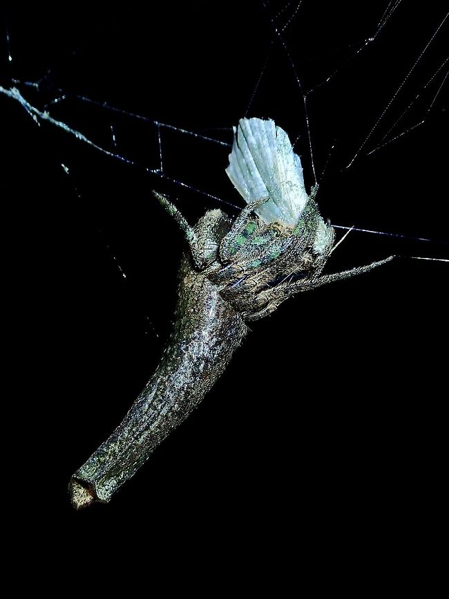 Got a Moth for a Meal Saw this &#039;Twig-Spider&#039; during a night walk.  They construct their webbings at night to catch prey and usually during day time, they are just &#039;wrapping&#039; around small branches/twigs for perfect camouflage. Borneo,Malaysia,Poltys elevatus,Sabah,Spider