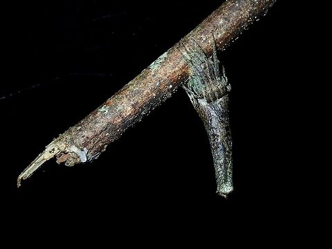 I'm a Twig Poltys elevatus Spider resting on a small branch, looking like a twig, for perfect camouflage. Borneo,Malaysia,Poltys elevatus,Sabah,Spider