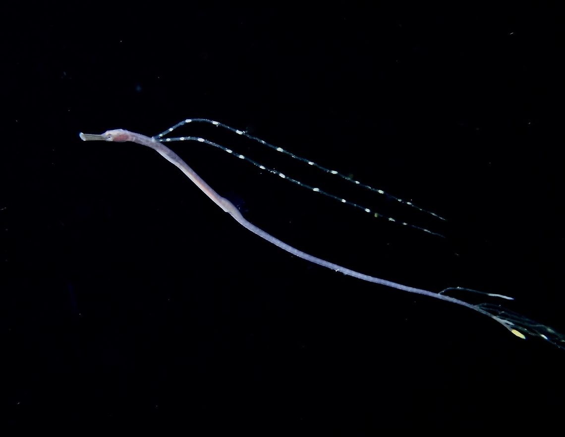 I'm a Dragon! Seen during a black water dive, this is most likely a juvenile of Bentstick Pipefish during pelagic phase.  Despite a juvenile, it is around 12-15 cm in length but very slender/thin.  It has 2 long appendages behind its head and a few others towards the tail.  The adult of this species looks more &#039;ordinary&#039; and usually found on sandy and seagrass bottom, looking like a Stick, hence its common name, Bentstick. Anilao,Batangas,Bentstick Pipefish,Fish,Philippines,Pipefish,Trachyrhamphus bicoarctatus