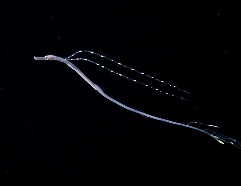 I'm a Dragon! Seen during a black water dive, this is most likely a juvenile of Bentstick Pipefish during pelagic phase.  Despite a juvenile, it is around 12-15 cm in length but very slender/thin.  It has 2 long appendages behind its head and a few others towards the tail.  The adult of this species looks more 'ordinary' and usually found on sandy and seagrass bottom, looking like a Stick, hence its common name, Bentstick. Anilao,Batangas,Bentstick Pipefish,Fish,Philippines,Pipefish,Trachyrhamphus bicoarctatus