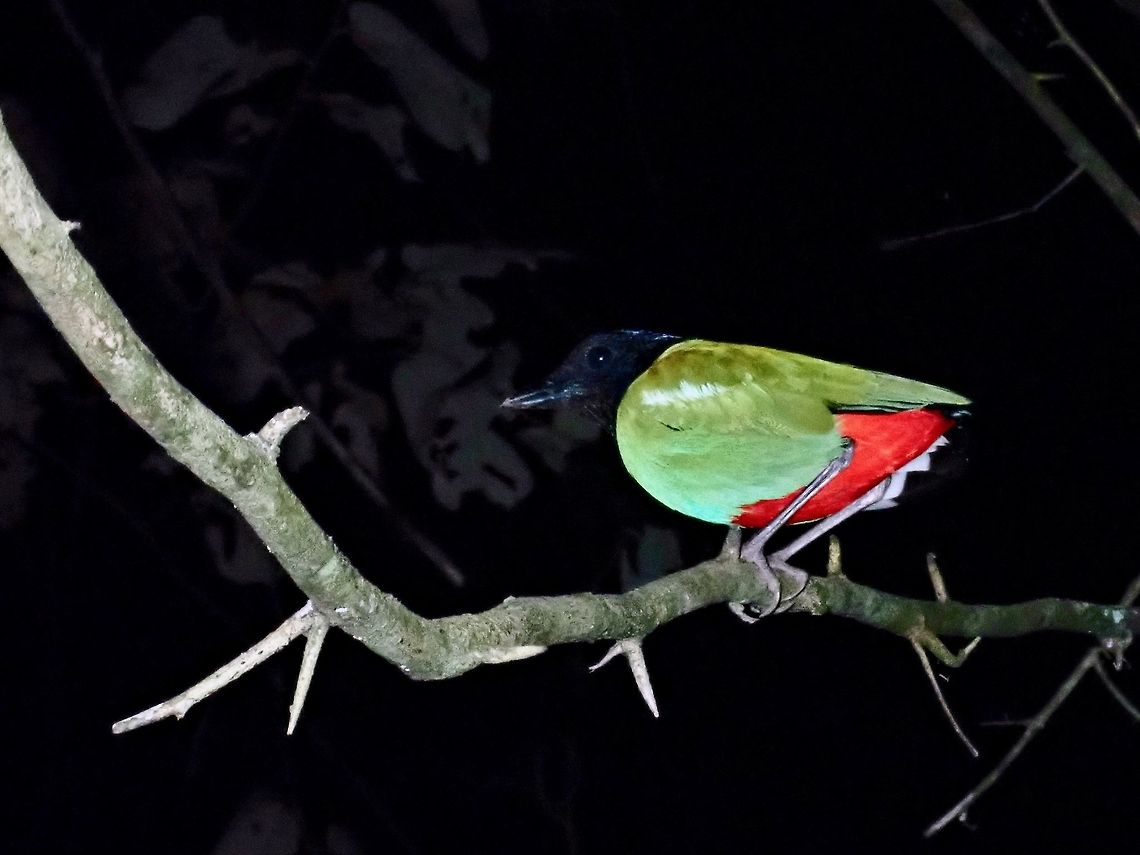 Hooded Pitta - Pitta sordida Saw this Hooded Pitta - Pitta sordida during a night walk, its colours was very striking in the lights of the torches. Bird,Borneo,Hooded Pitta,Malaysia,Pitta sordida,Sabah