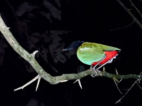 Hooded Pitta - Pitta sordida Saw this Hooded Pitta - Pitta sordida during a night walk, its colours was very striking in the lights of the torches. Bird,Borneo,Hooded Pitta,Malaysia,Pitta sordida,Sabah