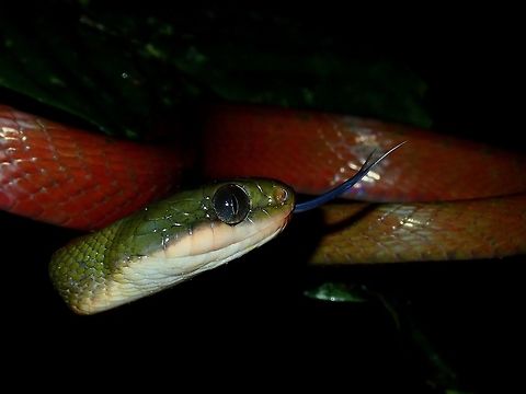 Blue-Tongue Saw this beautiful Black-Headed Cat Snake during a night walk, on a low branch around 1.5 meters height, giving us lots of opportunity to take close-up pics of it.  It probably came down from the canopy to hunt. Black-Headed Cat Snake,Boiga nigriceps,Borneo,Cat Snake,Malaysia,Sabah,Snake