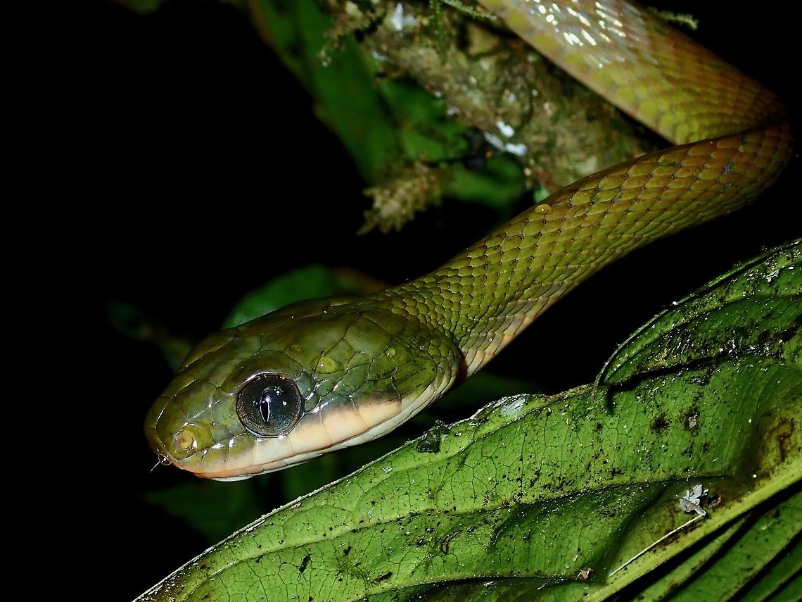 Black-Headed Cat Snake - Boiga nigriceps  Black-Headed Cat Snake,Boiga nigriceps,Borneo,Cat Snake,Malaysia,Sabah,Snake