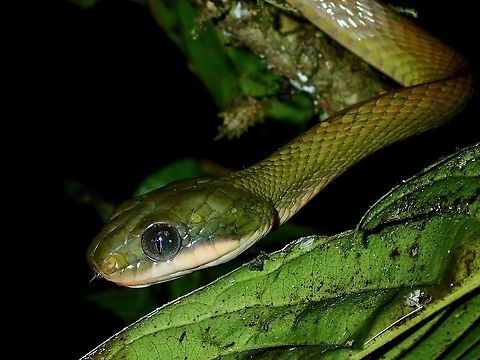 Black-Headed Cat Snake - Boiga nigriceps  Black-Headed Cat Snake,Boiga nigriceps,Borneo,Cat Snake,Malaysia,Sabah,Snake