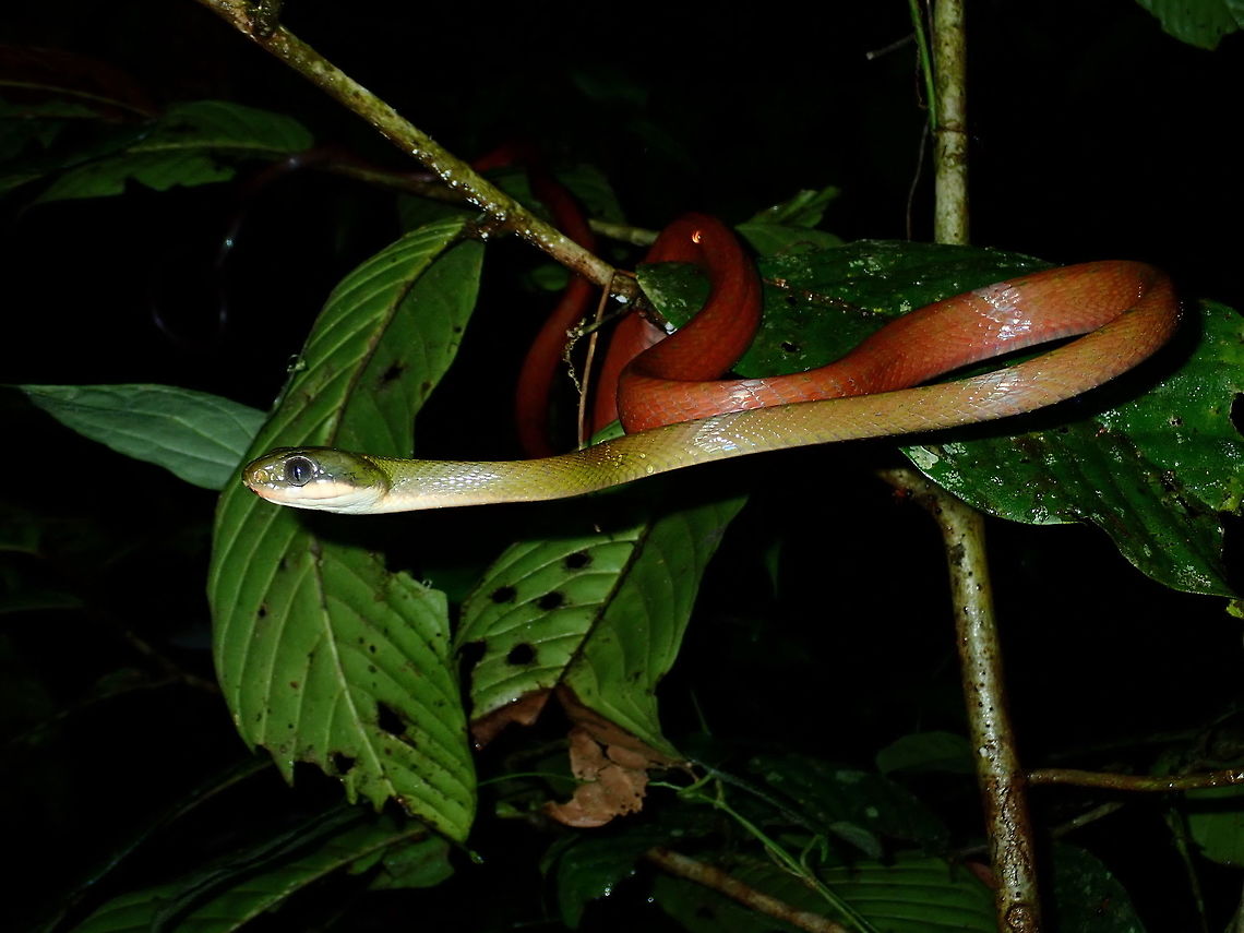 Black-Headed Cat Snake - Boiga nigriceps  Black-Headed Cat Snake,Boiga nigriceps,Borneo,Cat Snake,Malaysia,Sabah,Snake