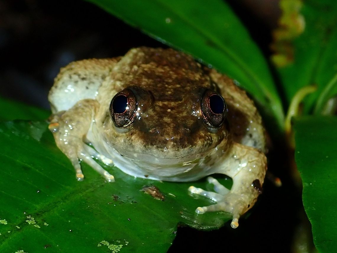 Creek Frog - Limnonectes sp. Previously identified as Kuhl's Creek Frog - Limnonectes kuhlii but was later told this species does not occurs in Borneo.<br />
<br />
<a href="http://frogsofborneo.org/logbook/172-dicroglossidae/limnonectes/kuhlii/148-llimnonecteskuhlii" rel="nofollow">http://frogsofborneo.org/logbook/172-dicroglossidae/limnonectes/kuhlii/148-llimnonecteskuhlii</a> Borneo,Creek Frog,Frog,Limnonectes sp,Malaysia,Sabah