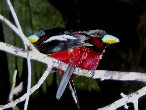 Black-and-Red Broadbill - Cymbirhynchus macrorhynchos                                 Bird,Black-and-red broadbill,Borneo,Broadbill,Cymbirhynchus macrorhynchos,Malaysia,Sabah
