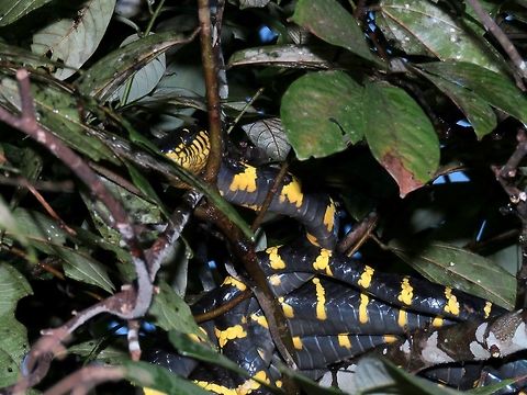 Mangrove Snake - Boiga dendrophila Saw this Mangrove Snake during a cruise at Kinabatangan River, it was high up in the tree branch hanging over the river, was not possible to get closer for clearer pics :( Boiga dendrophila,Borneo,Gold-Ringed Cat Snake,Malaysia,Mangrove Snake,Sabah,Snake