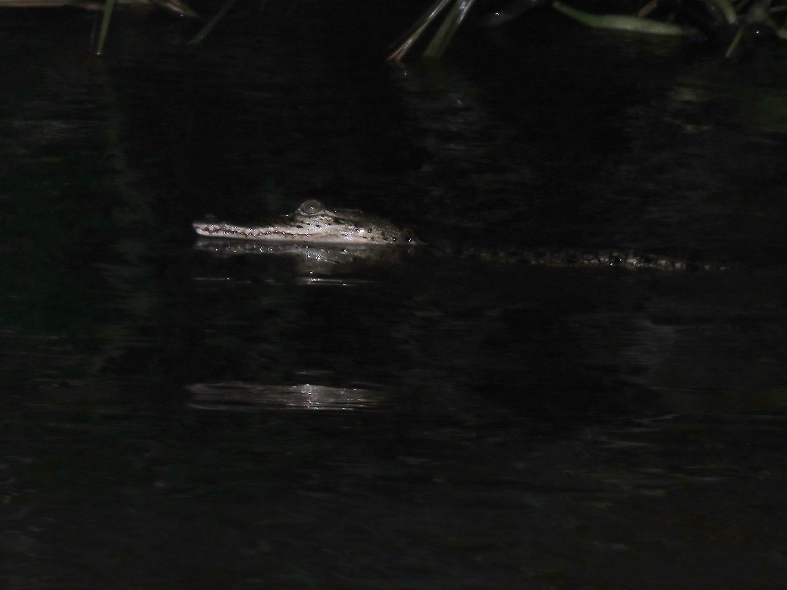 Estuarine Crocodile - Crocodylus porosus Juvenile Estuarine Crocodile - Crocodylus porosus  seen during night river cruise. Borneo,Crocodile,Crocodylus porosus,Malaysia,Sabah,Saltwater Crocodile