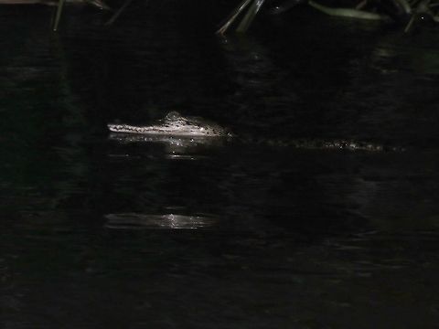 Estuarine Crocodile - Crocodylus porosus Juvenile Estuarine Crocodile - Crocodylus porosus  seen during night river cruise. Borneo,Crocodile,Crocodylus porosus,Malaysia,Sabah,Saltwater Crocodile