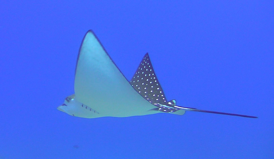 Spotted Eagle Ray  Aetobatus narinari,Eagle Ray,Fish,Palau,Spotted Eagle Ray,Sting Ray