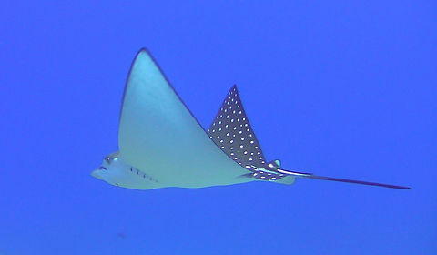 Spotted Eagle Ray  Aetobatus narinari,Eagle Ray,Fish,Palau,Spotted Eagle Ray,Sting Ray