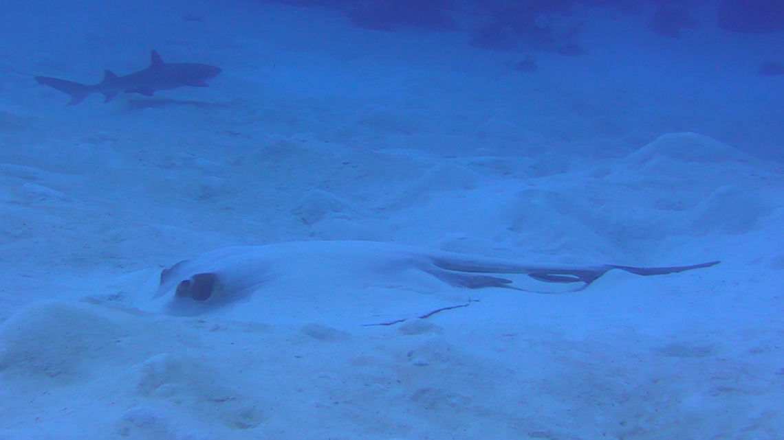 Cowtail Sting Ray - Pastinachus sephen  Cowtail stingray,Fish,Palau,Pastinachus sephen,Ray,Sting Ray