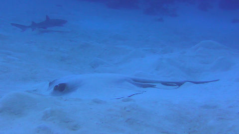 Cowtail Sting Ray - Pastinachus sephen  Cowtail stingray,Fish,Palau,Pastinachus sephen,Ray,Sting Ray
