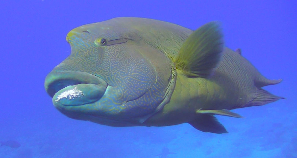 Napoleon Wrasse - Cheilinus undulatus The Humphead Wrasse is more famously known as Napoleon Wrasse.<br />
It is an Endangered and protected world wide.<br />
This particular Napoleon Wrasse is a resident of the dive site, Blue Corner. It is very 'friendly' to divers and some Groups would even brings hard boiled eggs to feed it, which is not a good thing. Cheilinus undulatus,Fish,Humphead Wrasse,Napoleon Wrasse,Palau,Wrasse