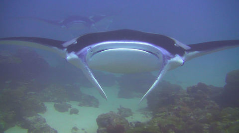 Manta Rays - Manta alfredi  Fish,Manta Ray,Manta alfredi,Palau,Reef Manta Ray